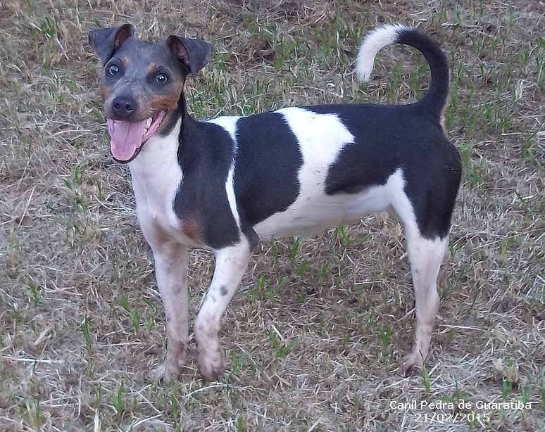 Lemby da Pedra de Guaratiba Fêmea Tricolor de Azul - Plantel! Visite nossa página! Terrier Brasileiro Fox Paulistinha http://www.canilpguaratiba.com/index.html