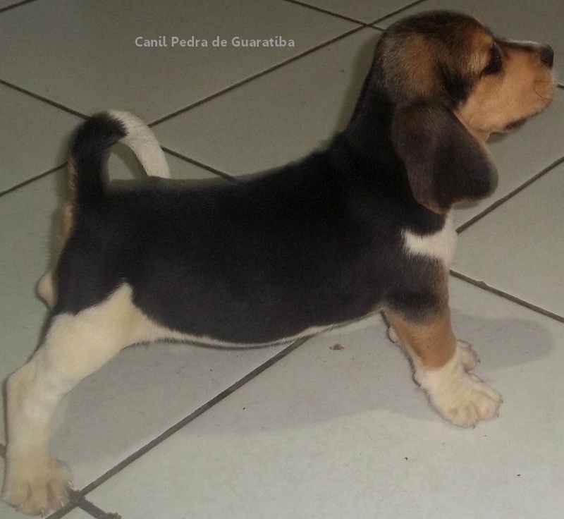 FÊMEA TRICOLOR DISPONÍVEL! Raça Beagle! Nascimento: 24/09/17. Visite nossa página! Não perca essa oportunidade! Agende uma visita!! http://www.canilpguaratiba.com/index.html