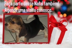FÊmea tricolor disponÍvel! raça beagle! nascimento: 24/09/17. visite nossa página! não perca essa oportunidade! agende uma visita!! http://www.canilpguaratiba.com/index.html