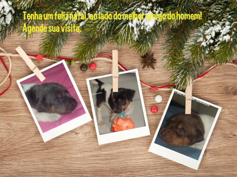  FILHOTES DISPONÍVEIS! Visite nossa página! Terrier Brasileiro Fox Paulistinha http://www.canilpguaratiba.com/index.html