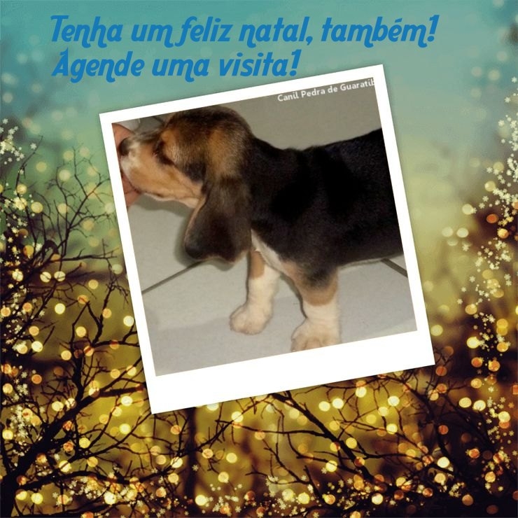  FÊMEA TRICOLOR DISPONÍVEL! Raça Beagle! Nascimento: 24/09/17. Visite nossa página! Não perca essa oportunidade! Agende uma visita!! http://www.canilpguaratiba.com/index.html