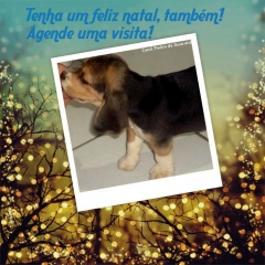 FÊmea tricolor disponível! raça beagle! nascimento: 24/09/17. visite nossa página! não perca essa oportunidade! agende uma visita!! http://www.canilpguaratiba.com/index.html