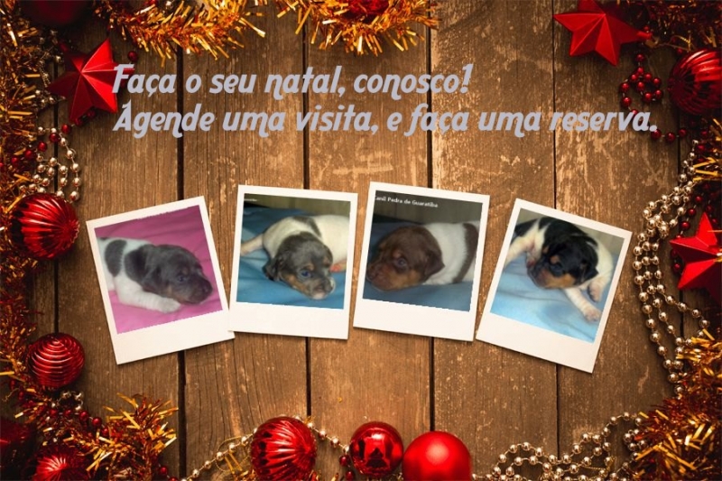  FILHOTES DISPONÍVEIS PARA RESERVA! Nascimento: 26/11/17. Visite nossa página! Terrier Brasileiro Fox Paulistinha http://www.canilpguaratiba.com/index.html