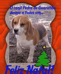 Flash da pedra de guaratiba macho tricolor - plantel! visite nossa página! beagle! http://www.canilpguaratiba.com/index.html