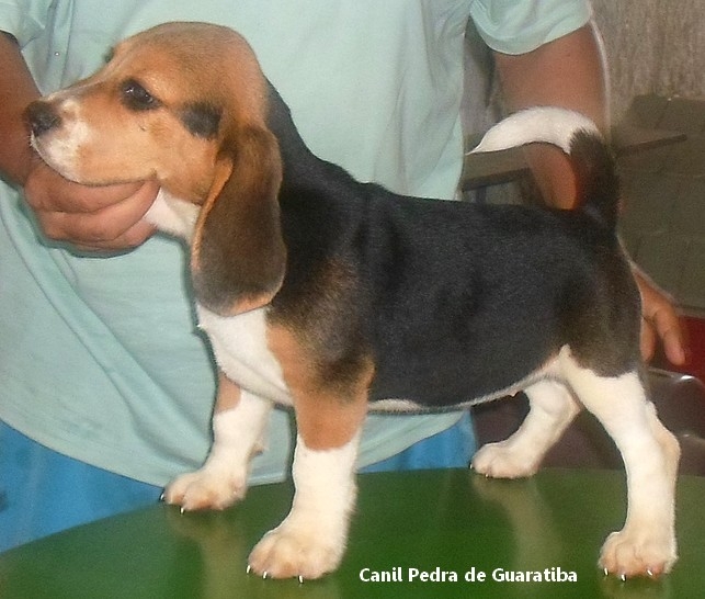   FMEA TRICOLOR DISPONVEL! Raa Beagle! Nascimento: 24/09/17. Visite nossa pgina! No perca essa oportunidade! Agende uma visita!! http://www.canilpguaratiba.com/index.html http://www.canilpguaratiba.com/html/filhotes_beagles.html