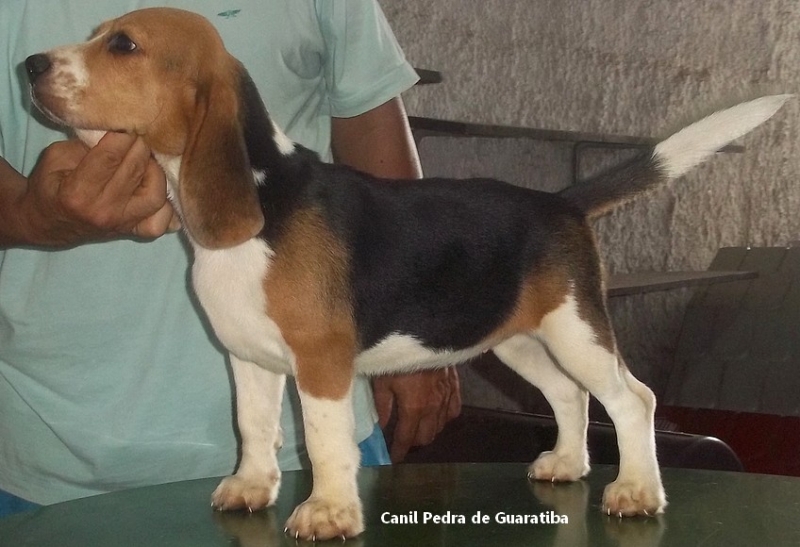    Aruna da Pedra de Guaratiba! Raça Beagle! Nascimento: 24/09/17. Visite nossa página! http://www.canilpguaratiba.com/index.html