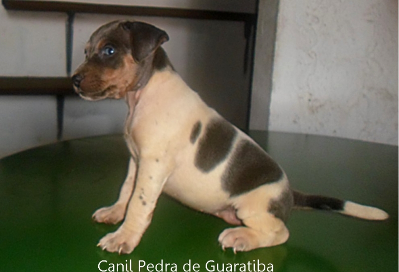  FÊMEA DISPONÍVEL PARA RESERVA! Nascimento: 26/11/17. Visite nossa página! Terrier Brasileiro Fox Paulistinha http://www.canilpguaratiba.com/index.html 