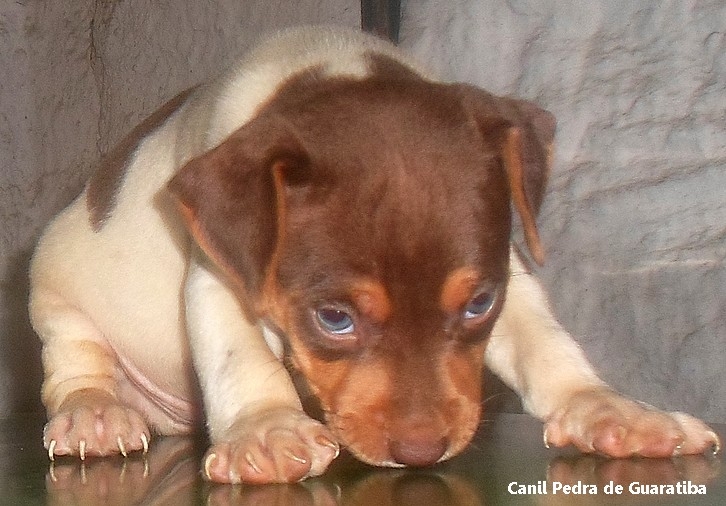   MACHO DISPONVEL PARA RESERVA! Nascimento: 26/11/17. Visite nossa pgina! Terrier Brasileiro Fox Paulistinha http://www.canilpguaratiba.com/index.html