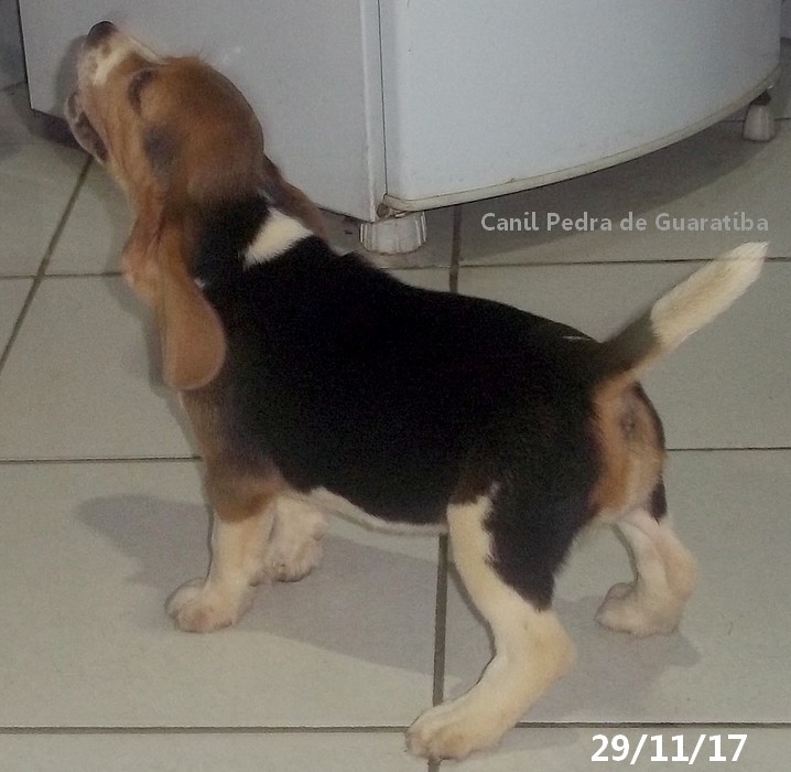 Aruna da Pedra de Guaratiba! Raça Beagle! Nascimento: 24/09/17. Visite nossa página! http://www.canilpguaratiba.com/index.html