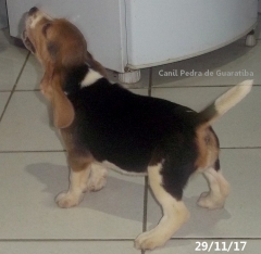 Aruna da pedra de guaratiba! raça beagle! nascimento: 24/09/17. visite nossa página! http://www.canilpguaratiba.com/index.html