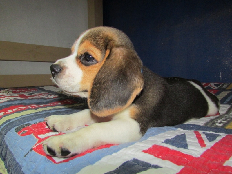  Canil Pedra de Guaratiba 28 anos! Snoopy da Pedra de Guaratiba! Nascimento: 26/11/14. Proprietária: Lídia. Visite nossa página! Beagle! http://www.canilpguaratiba.com/index.html