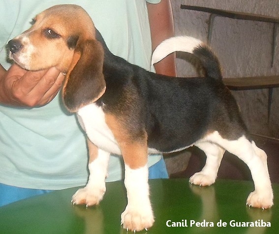 Beagle Canil Pedra de Guaratiba Fêmea Disponível - Chille da Pedra de Guaratiba! Conheça nosso trabalho! Visite nossa página! http://www.canilpguaratiba.com/index.html