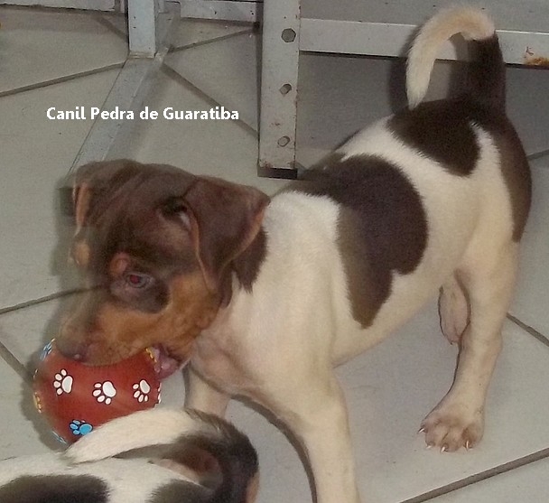 Terrier Brasileiro Pedra de Guaratiba Macho Tricolor de Fígado Disponível! Conheça nosso trabalho! Visite nossa página! http://www.canilpguaratiba.com/index.html