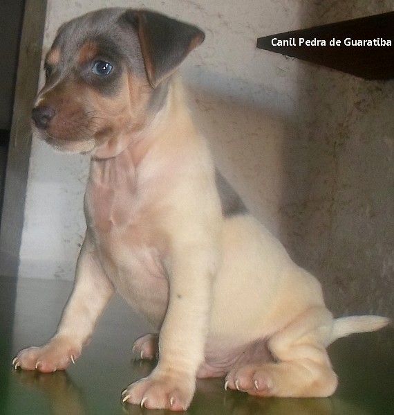  Terrier Brasileiro Pedra de Guaratiba Macho Tricolor de Azul Disponível! Conheça nosso trabalho! Visite nossa página! http://www.canilpguaratiba.com/index.html