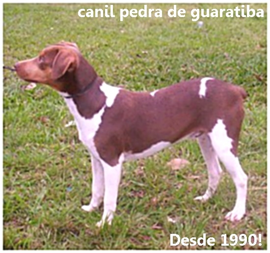   Terrier Brasileiro Canil Pedra de Guaratiba Responsabilidade e Carinho a 28 anos! Conheça nosso trabalho! Visite nossa página! http://www.canilpguaratiba.com/index.html