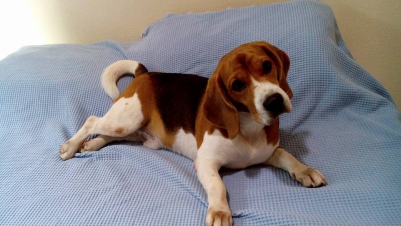 Beagle Canil Pedra de Guaratiba Compromisso e Dedicação desde 1990! Conheça nosso trabalho! Visite nossa página! http://www.canilpguaratiba.com/index.html