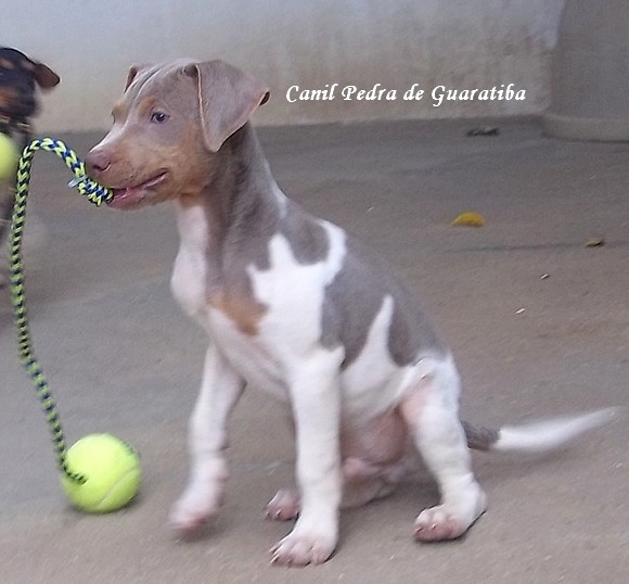  Terrier Brasileiro Canil Pedra de Guaratiba Compromisso e Dedicação desde 1990! Conheça nosso trabalho! Visite nossa página! http://www.canilpguaratiba.com/index.htm