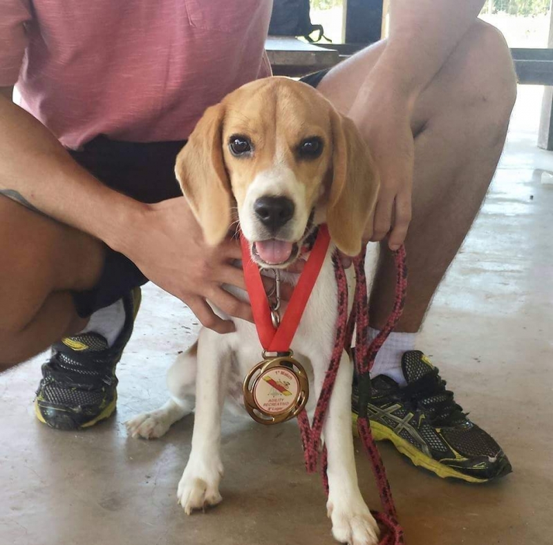  Beagle Canil Pedra de Guaratiba Responsabilidade e Carinho a 28 anos! Maya da Pedra de Guaratiba Proprietrio:Diogo Conhea nosso trabalho! Visite nossa pgina! http://www.canilpguaratiba.com/index.html