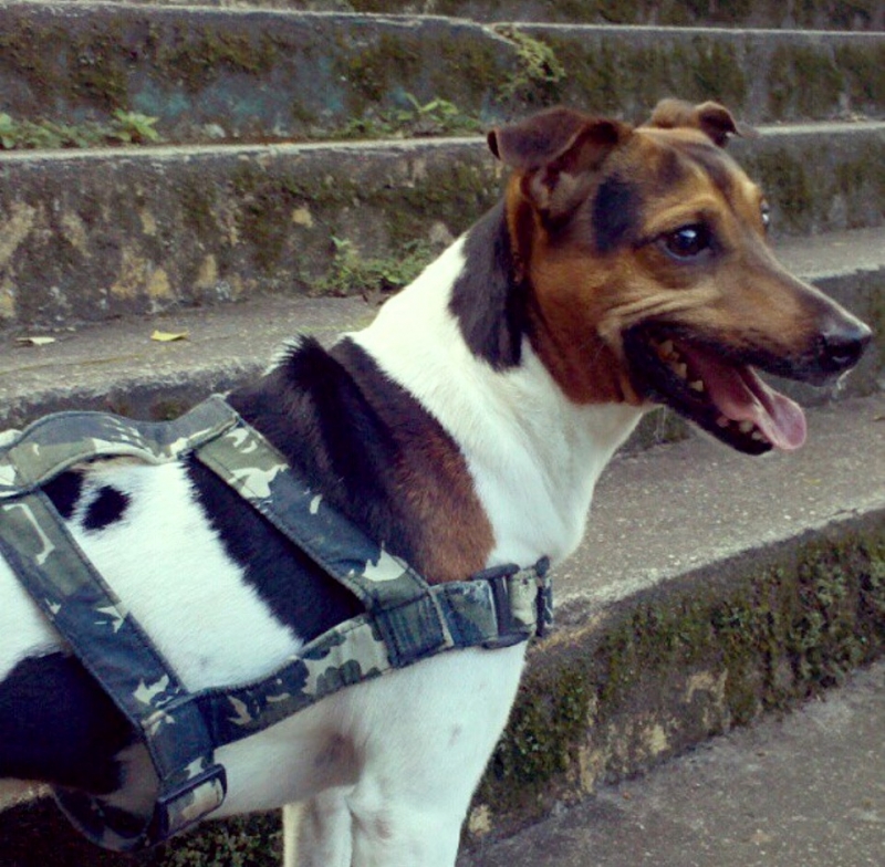  HOMENAGEM Terrier Brasileiro Canil Pedra de Guaratiba O YUKI É OURO! Quando fui ao canil de Guaratiba, em Outubro de 2004,  tinha 12 anos de idade e mal eu sabia que à partir daquele dia passaria  a conviver com a maior benção que tive em minha vida...  Clique aqui para continuar lendo! http://www.canilpguaratiba.com/html/homenagem_tb.html É grato ao seu pet? Adquiriu ele conosco! Então! O que está esperando!  Entre em contato agora mesmo! canilpguaratiba@gmail.com