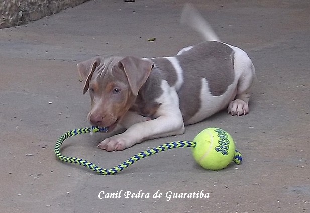  Terrier Brasileiro Canil Pedra de Guaratiba Pipoca da Pedra de Guaratiba. Compromisso e Dedicação desde 1990! Conheça nosso trabalho! Visite nossa página! http://www.canilpguaratiba.com/index.html