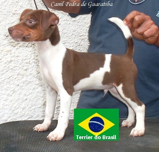 Canil Pedra de Guaratiba 28 anos! Exemplar tricolor de fgado Visite nossa pgina! Terrier Brasileiro Fox Paulistinha http://www.canilpguaratiba.com/index.html