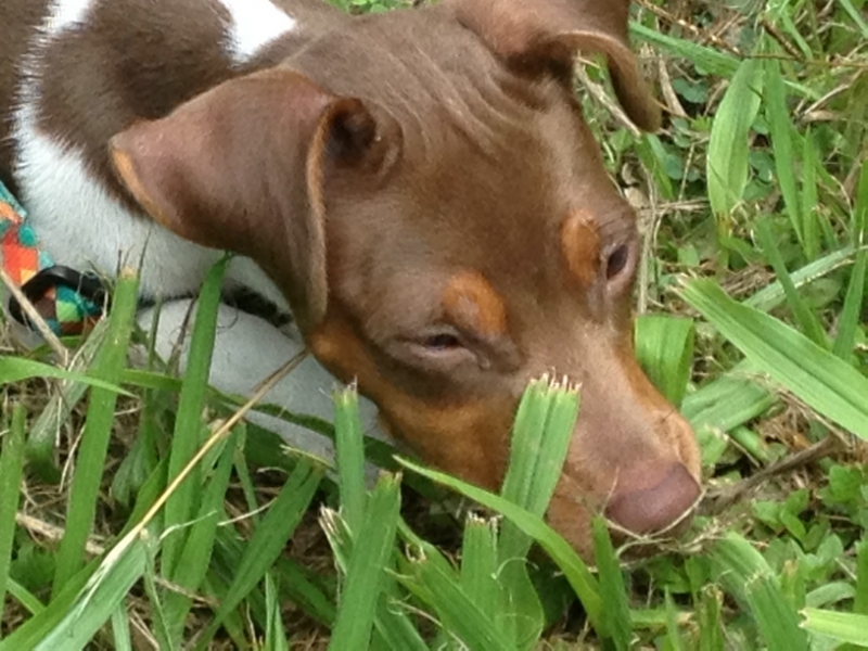 TERRIER BRASILEIRO FOX PAULISTINHA Canil Pedra de Guaratiba A cada novo dia podemos escrever  uma nova história!  Pipa da Pedra de Guaratiba. 27 anos de criação. Visite nossa página! http://www.canilpguaratiba.com