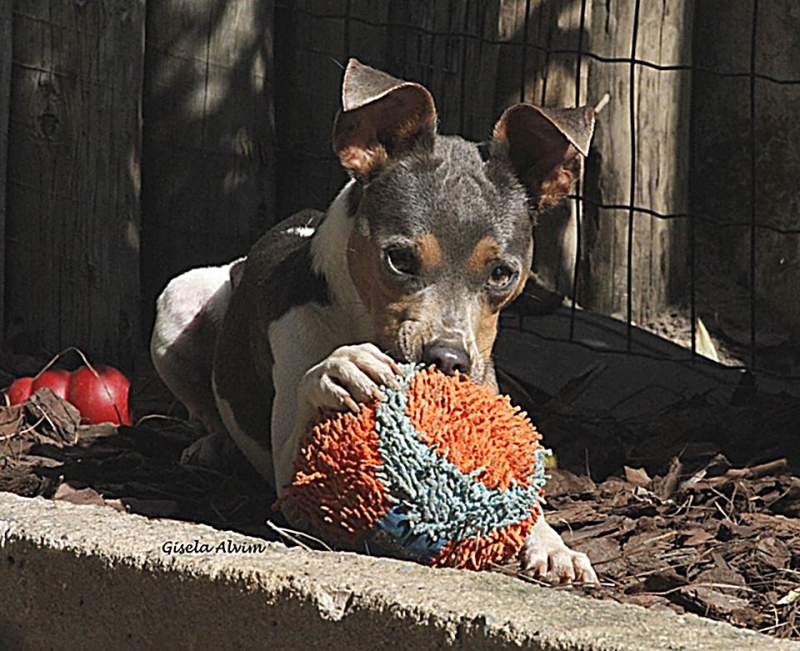 TERRIER BRASILEIRO FOX PAULISTINHA Canil Pedra de Guaratiba A cada novo dia podemos escrever  uma nova história!  Balotelli da Pedra de Guaratiba. 27 anos de criação. Visite nossa página! http://www.canilpguaratiba.com