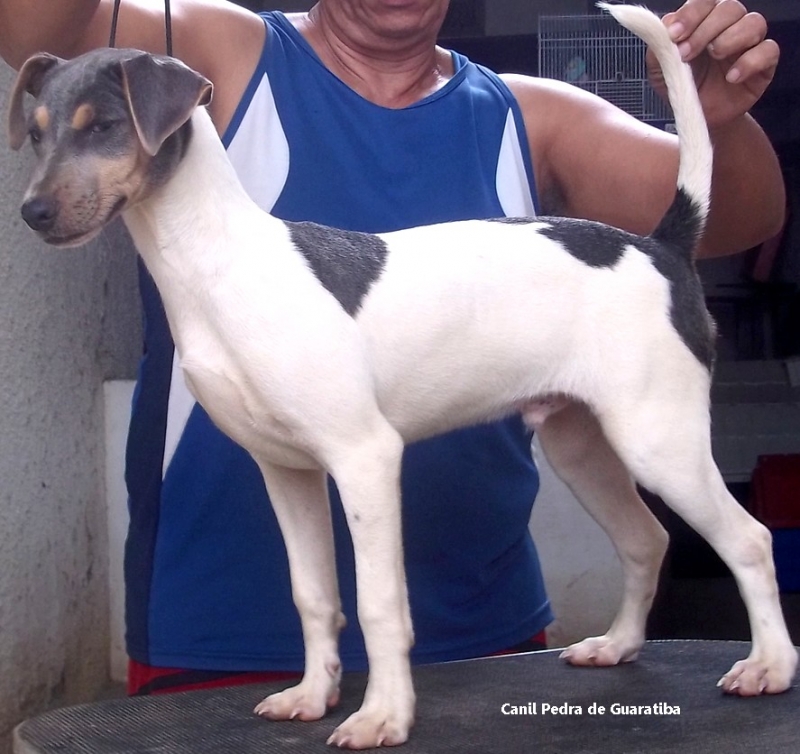 Macho tricolor de azul disponvel! Canil Pedra de Guaratiba 28 anos! Visite nossa pgina! Terrier Brasileiro Fox Paulistinha http://www.canilpguaratiba.com/index.html