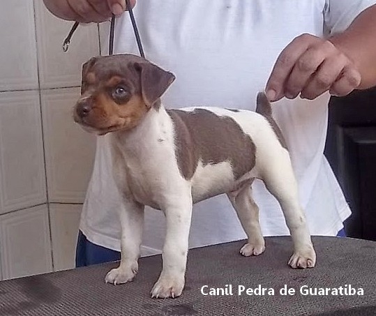 Na Época da Caudectomia! CANIL PEDRA DE GUARATIBA Visite nossa página! Filhotes Disponíveis! Terrier Brasileiro Fox Paulistinha http://www.canilpguaratiba.com/html/filhotes_tb.html