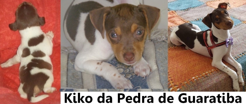 PARABNS ATRASADO!  No dia 07/06/18 o Kiko fez 3 aninhos. Parabns Kiko! Parabns Paulo pelo carinho e dedicao! Muito obrigado! Visite nossa pgina! Terrier Brasileiro Fox Paulistinha http://www.canilpguaratiba.com/html/filhotes_tb.html