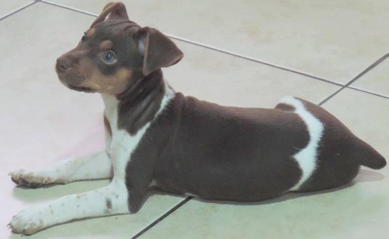 Terrier Brasileiro Fox Paulistinha Filhotes Disponíveis! Canil Pedra de Guaratiba - 28 anos! Visite nossa página! http://www.canilpguaratiba.com/html/filhotes_tb.html