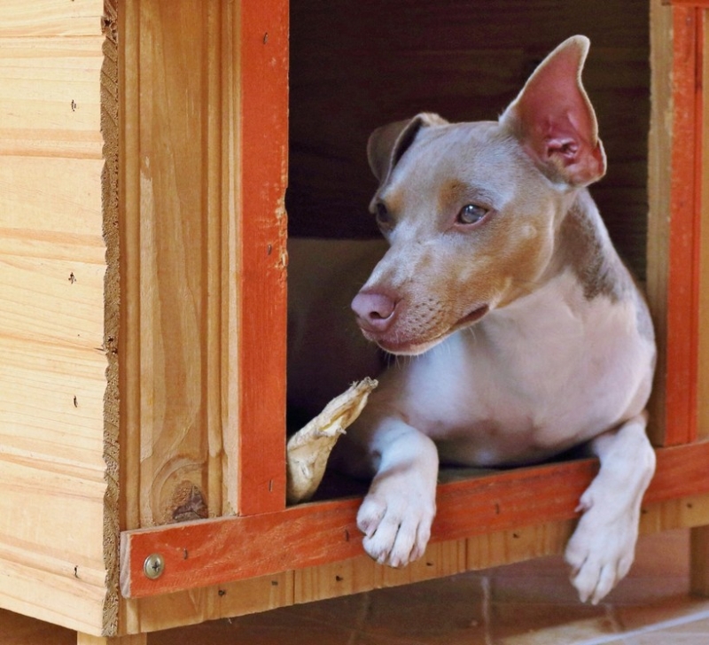 CANIL PEDRA DE GUARATIBA Terrier Brasileiro Fox Paulistinha Macho tricolor de isabela! Gostou? Quer um igual? Entre em contato! Visite nossa página! Filhotes disponíveis! http://www.canilpguaratiba.com/html/filhotes_tb.html