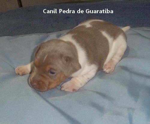 CANIL PEDRA DE GUARATIBA Terrier Brasileiro Fox Paulistinha Macho tricolor de isabela! Gostou? Quer um igual? Entre em contato! ESSE ESTÁ DISPONÍVEL! APROVEITE! Visite nossa página! Temos outros filhotes disponíveis! http://www.canilpguaratiba.com/html/filhotes_tb.html