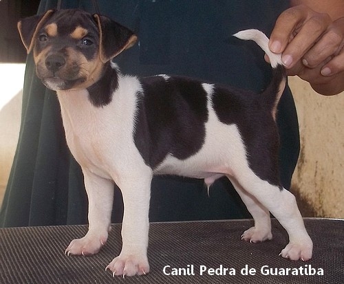 Terrier Brasileiro Fox Paulistinha CANIL PEDRA DE GUARATIBA ESSE ESTÁ DISPONÍVEL! APROVEITE! Entre em contato! Visite nossa página! Temos outros filhotes disponíveis! http://www.canilpguaratiba.com/html/filhotes_tb.html