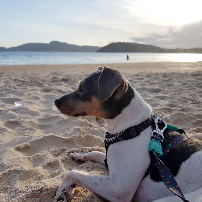 FIONA DA PEDRA DE GUARATIBA Terrier Brasileiro (Fox Paulistinha) Canil Pedra de Guaratiba! Desde 1990!  Fmea tricolor de azul! Nascimento: 27/06/17. Proprietria: Cntia. Visite nossa pgina! Filhotes disponveis! http://www.canilpguaratiba.com