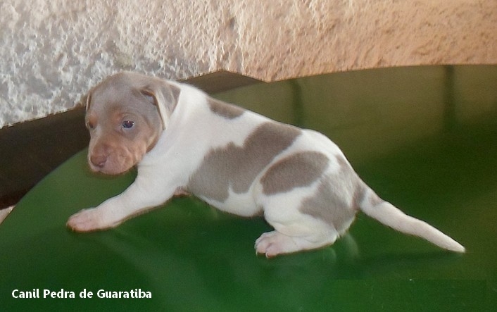 Pipoca é o meu nome! Macho tricolor de isabela. Proprietária: Lilian. PIPOCA DA PEDRA DE GUARATIBA Nascimento: 27/08/16. Terrier Brasileiro (Fox Paulistinha) Visite nossa página! Filhotes disponíveis! http://www.canilpguaratiba.com