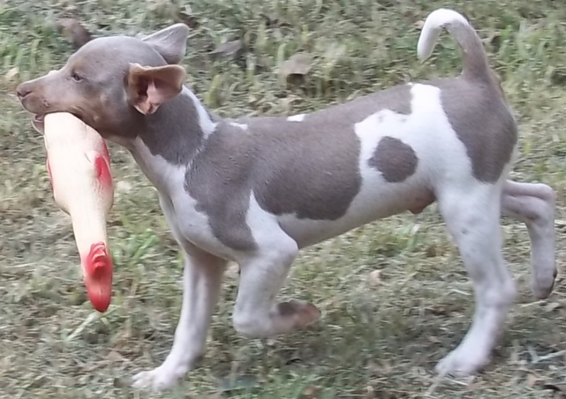 ESSE  O TOBBY! Nascimento: 08/06/14. Toby da Pedra de Guaratiba Proprietrio: Carlos. Terrier Brasileiro (Fox Paulistinha) Visite nossa pgina! Filhotes disponveis! http://www.canilpguaratiba.com