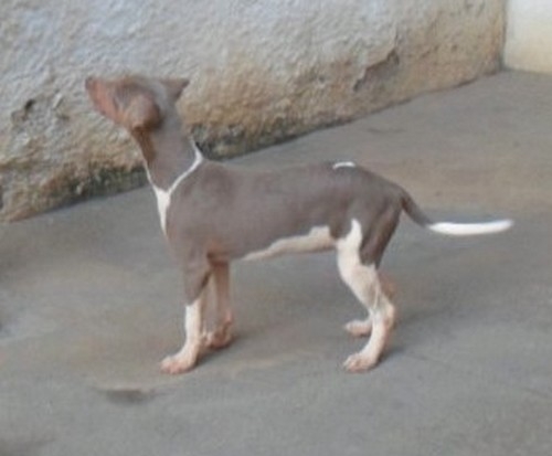 FÊMEA TRICOLOR DE ISABELA! ESSA ESTÁ DISPONÍVEL! APROVEITE! Terrier Brasileiro Fox Paulistinha! Entre em contato! Visite nossa página! Temos outros filhotes disponíveis! http://www.canilpguaratiba.com/html/filhotes_tb.html