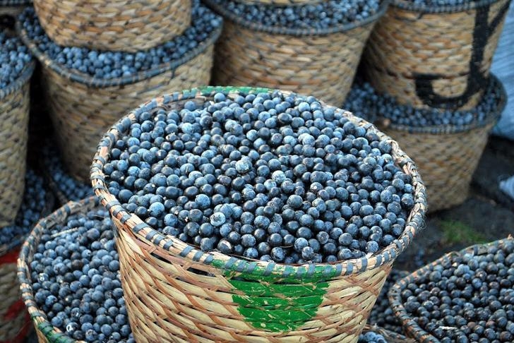 Canal Rural Na Estrada - Uma aventura em busca do açaí