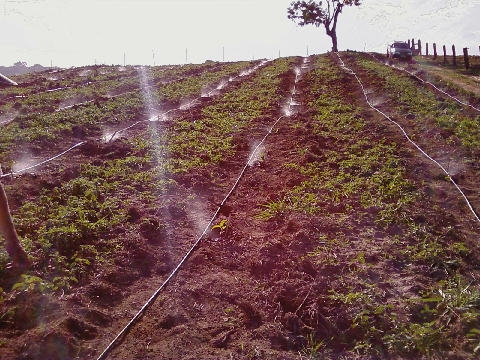 Carreiras do Sistema de Microspray.