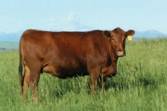 Red angus
