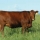 Red Angus