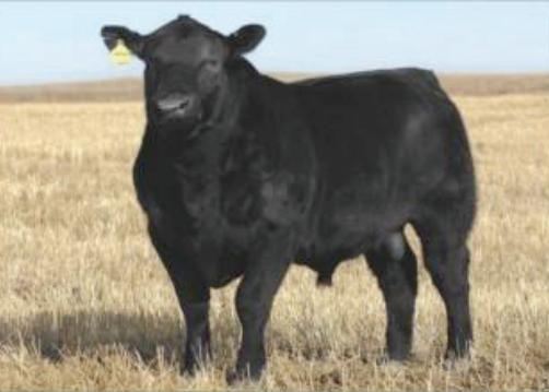 Aberdeen Angus