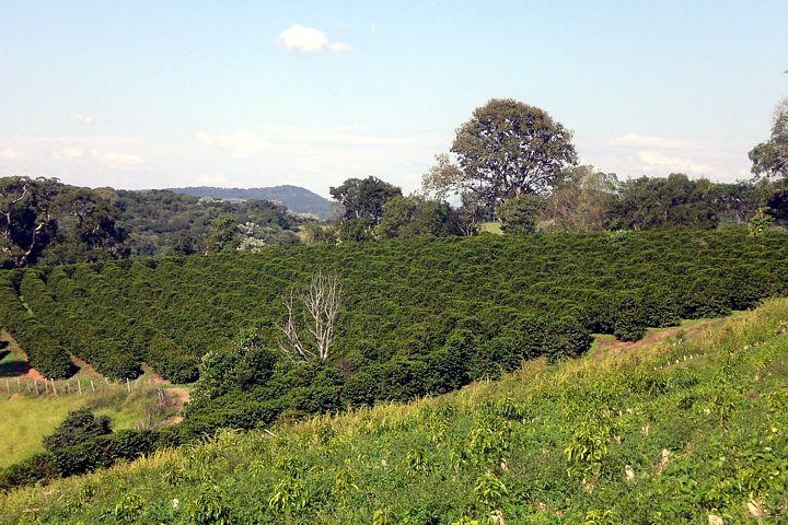 Lavoura de café no Sítio Córrego do Pinheiro, com vegetação e serras ao fundo