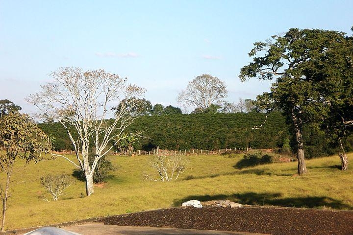 Terreiro de secagem concretado e lavoura de café no Sítio Córrego do Pinheiro