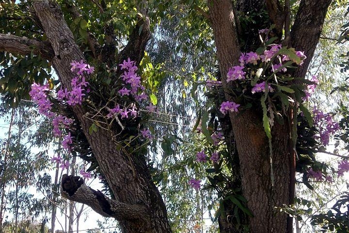 Orquídeas cuidadas na propriedade