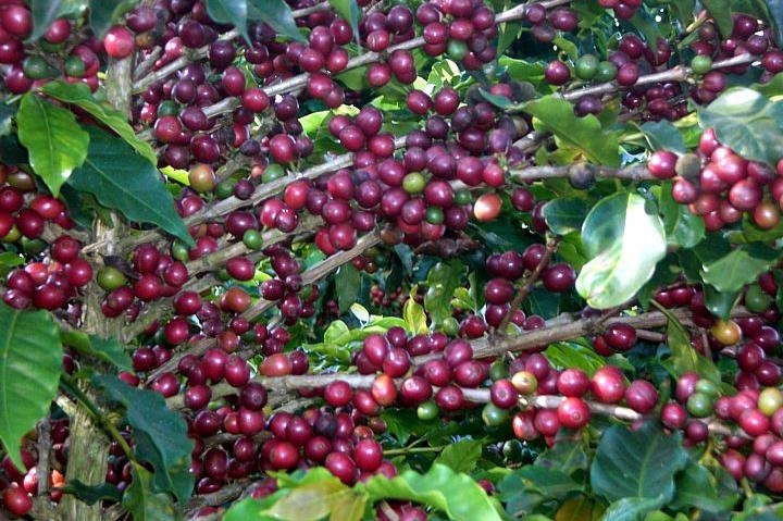 Árvore carregada de grãos de café maduros (cereja) 