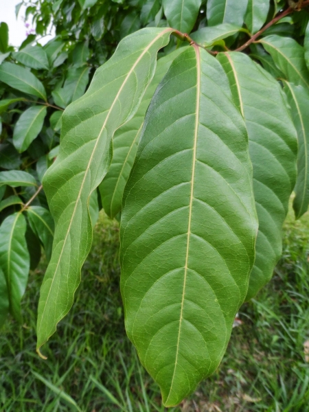 Banaba para fazer chá abaixa o açúcar do sangue.