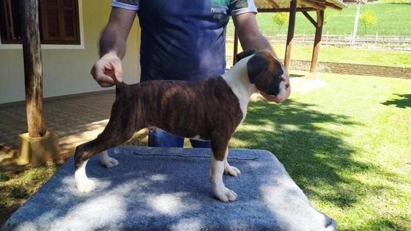 Filhote de Boxer Tigrado a Venda