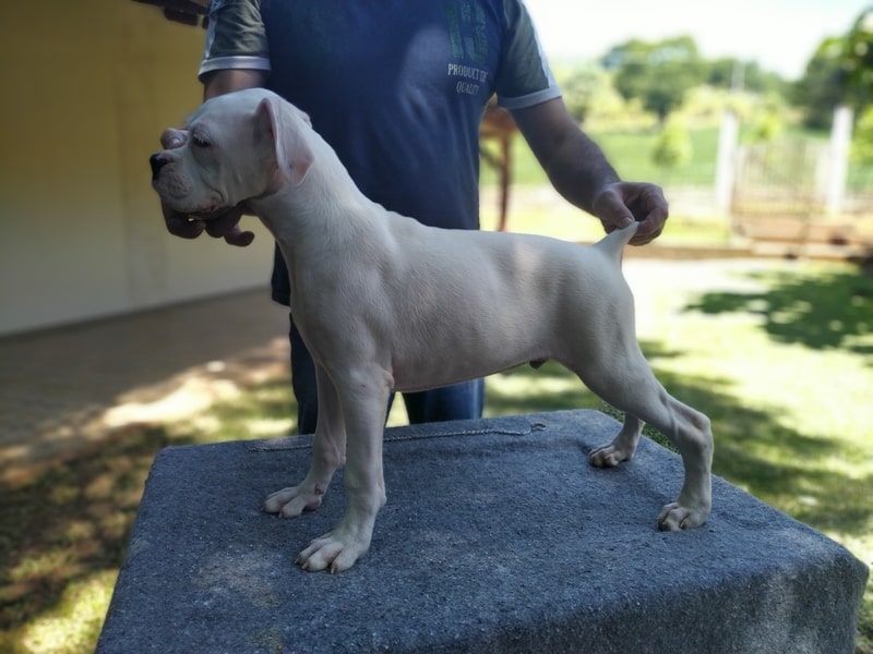 Filhote de Boxer Branco a Venda